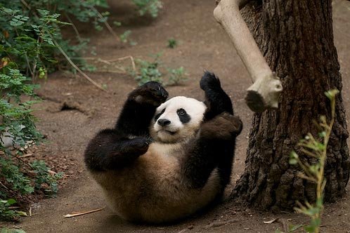 zhen-zhen