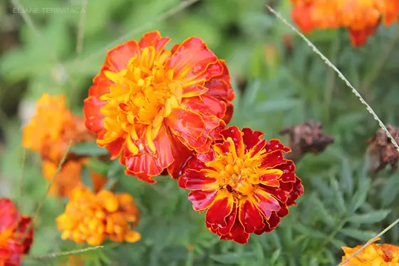 flores laranjas registradas no estilo de fotografia naturalista